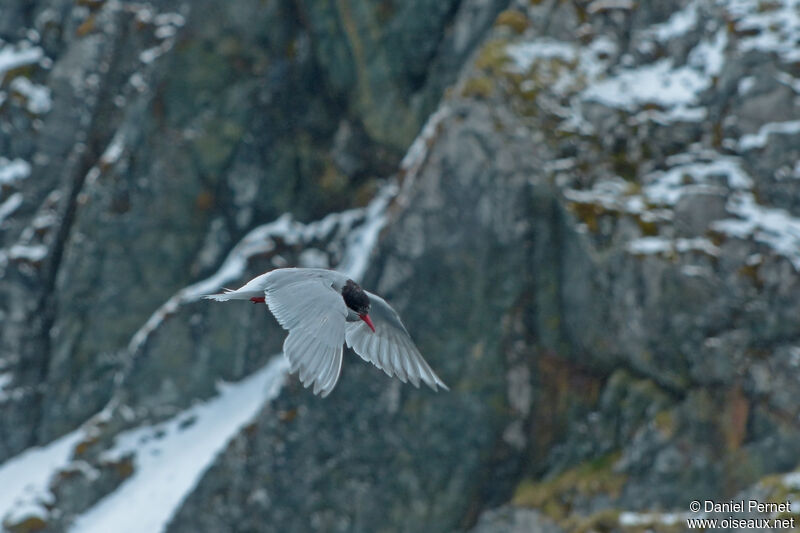 Sterne couronnéeadulte, Vol