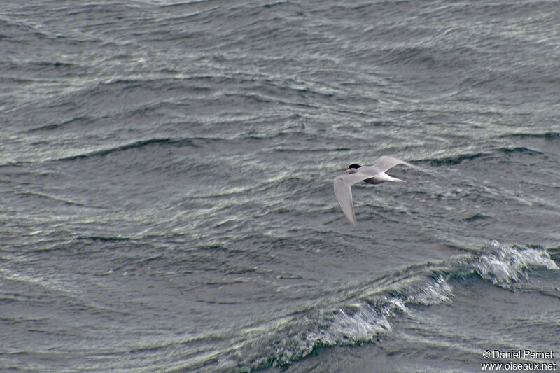 Antarctic Ternadult, Flight