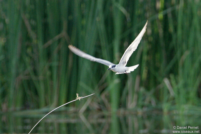 Sterne de rivièresubadulte, habitat