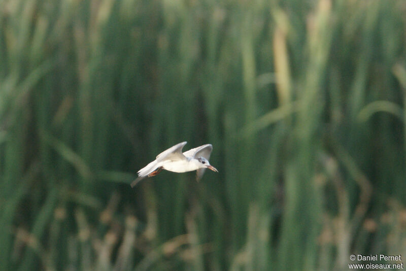 Sterne de rivièresubadulte, habitat