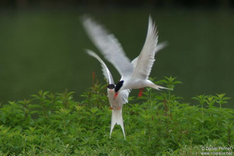 Common Ternadult, Behaviour