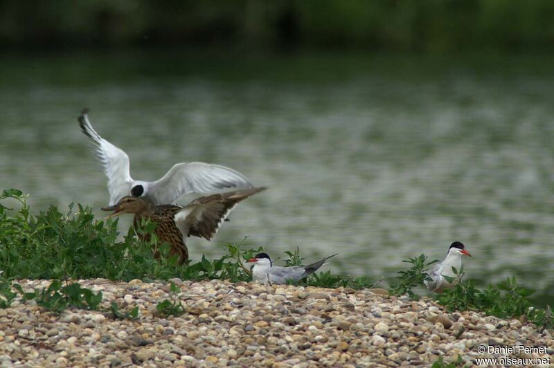 Common Ternadult, Behaviour