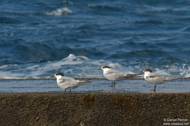 Common Ternsubadult