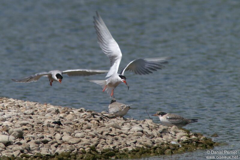 Common Tern, Reproduction-nesting