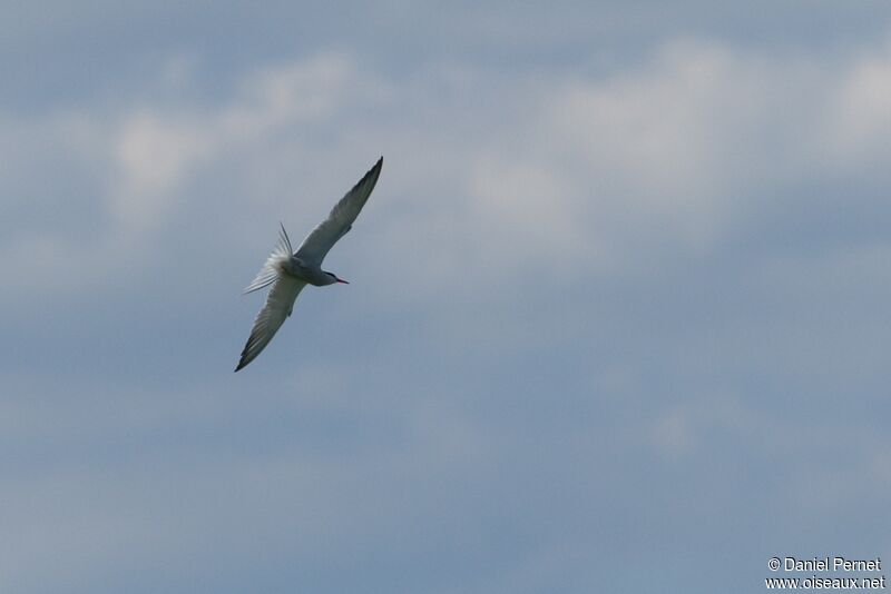 Common Ternadult, Flight