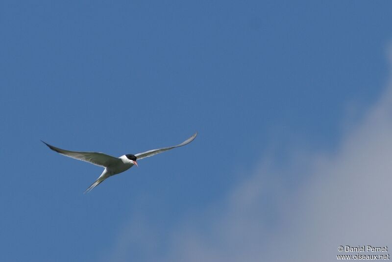 Common Ternadult, Flight