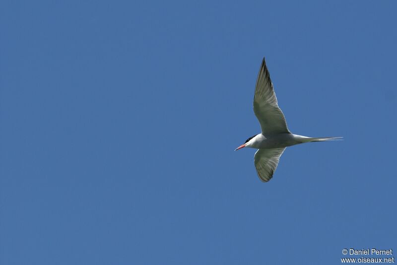 Common Ternadult, Flight