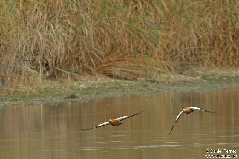 Tadorne casarca femelle adulte, habitat, Vol