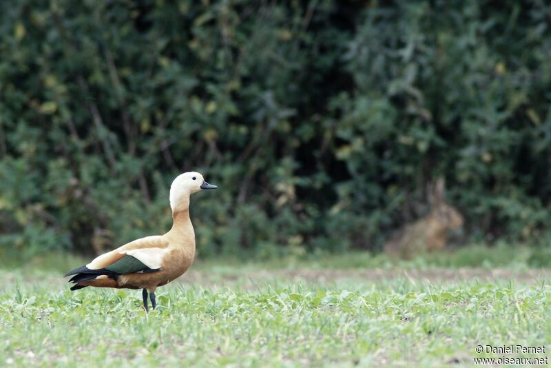 Ruddy Shelduck female, identification