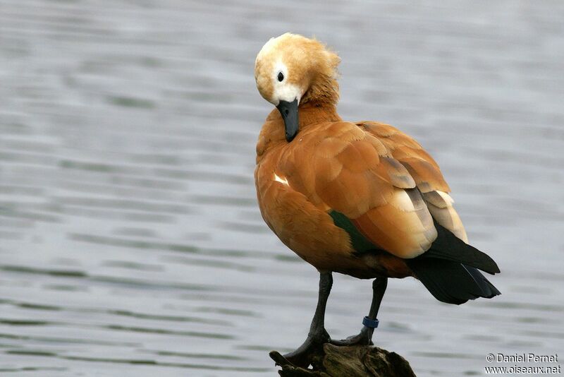 Ruddy Shelduck female adult, identification