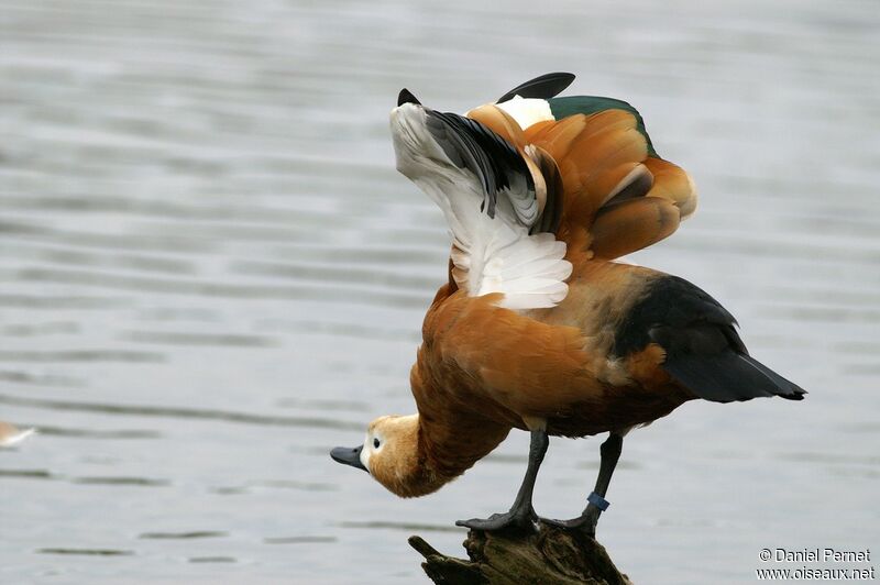 Ruddy Shelduck female adult, identification, Behaviour