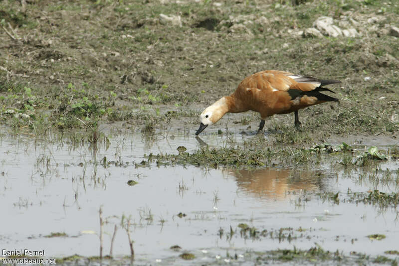 Tadorne casarca femelle adulte, habitat, marche, mange