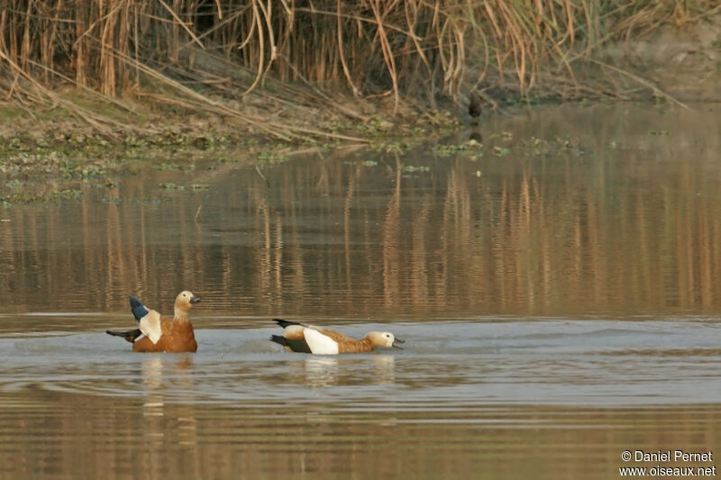 Tadorne casarca femelle adulte, habitat, nage