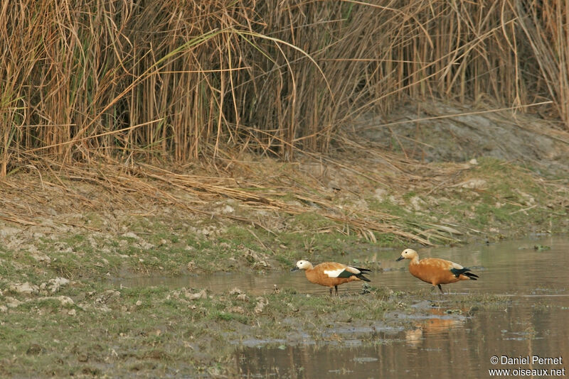 Tadorne casarca femelle adulte, habitat, marche