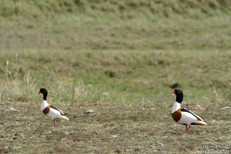 Common Shelduck adult, identification