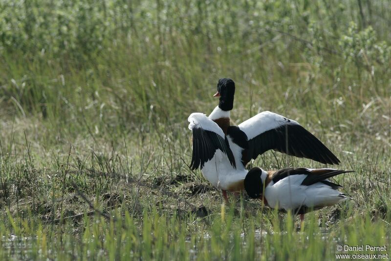 Common Shelduck adult, Behaviour