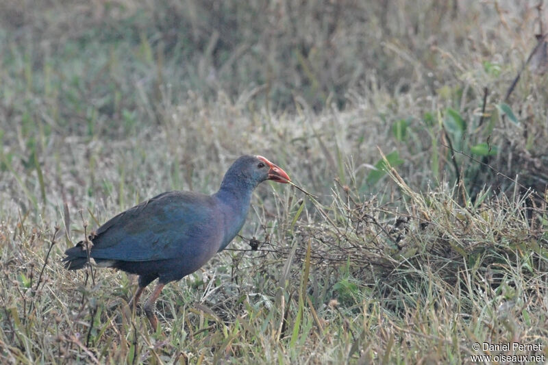 Talève à tête griseadulte, identification, marche