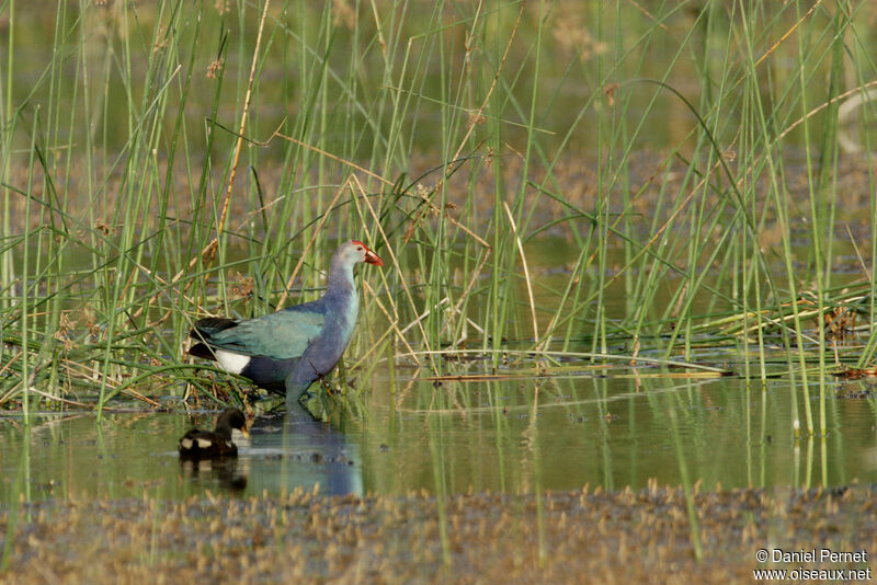 Talève sultaneadulte, habitat