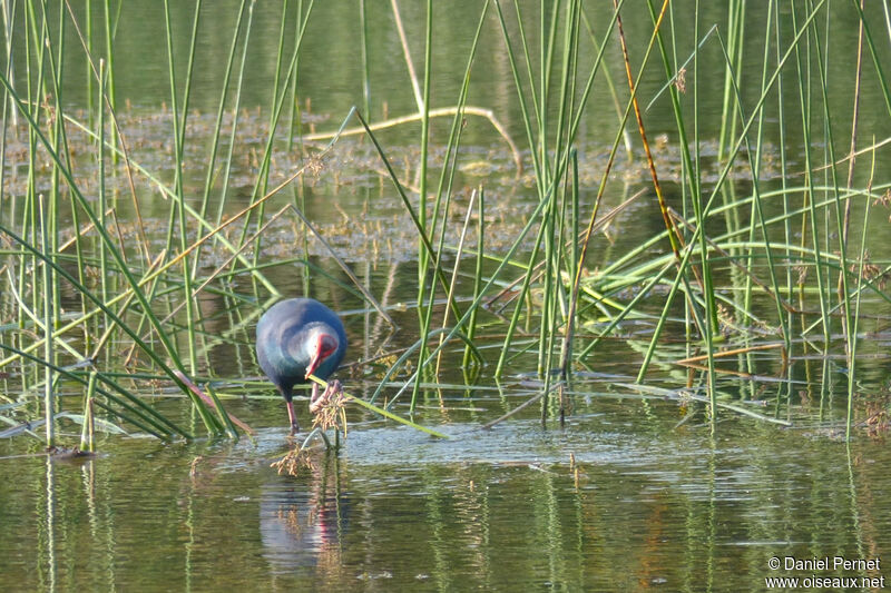 Talève sultaneadulte, habitat