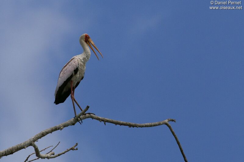 Yellow-billed Storkadult, identification