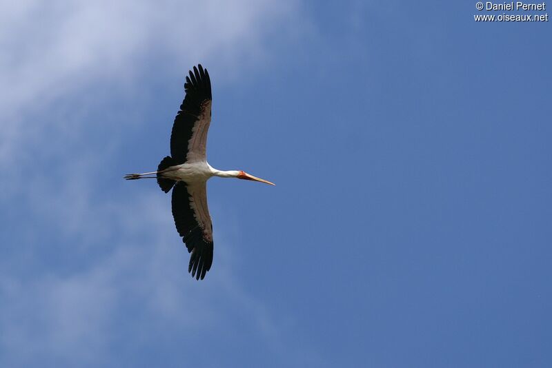 Yellow-billed Storkadult, Flight