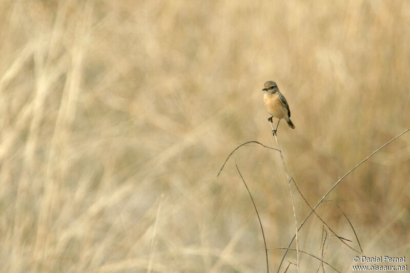 Siberian Stonechat female adult, habitat