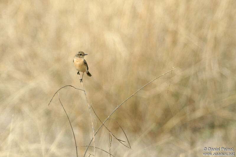 Siberian Stonechat female adult, habitat