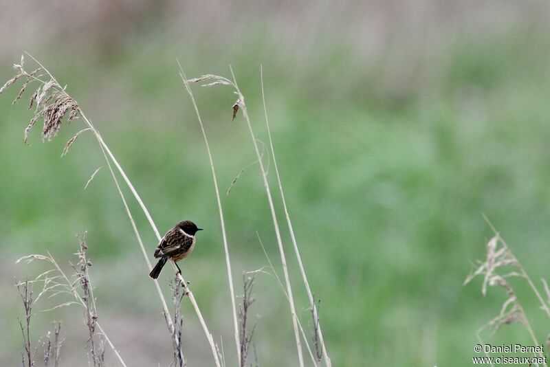 European Stonechat male adult, identification