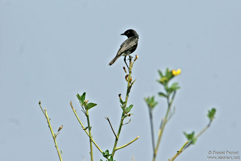 Tarier pieadulte, identification