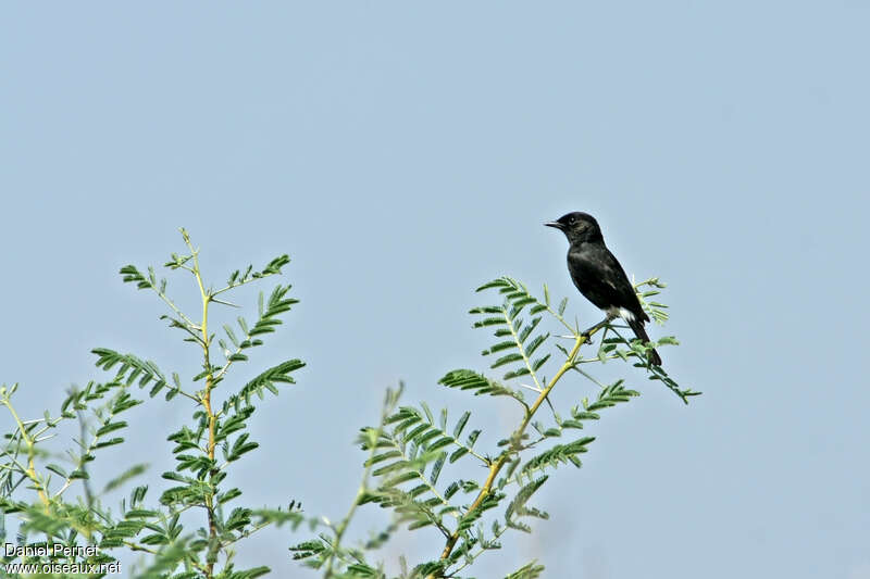 Pied Bush Chat male adult, habitat, pigmentation, Behaviour