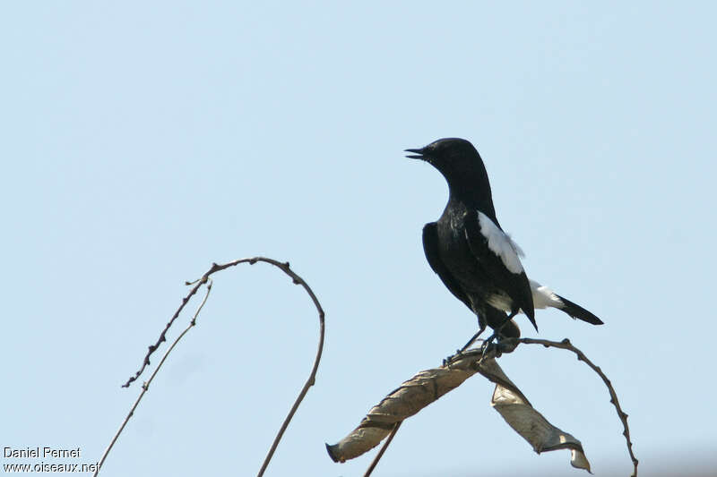 Pied Bush Chat male adult, Behaviour