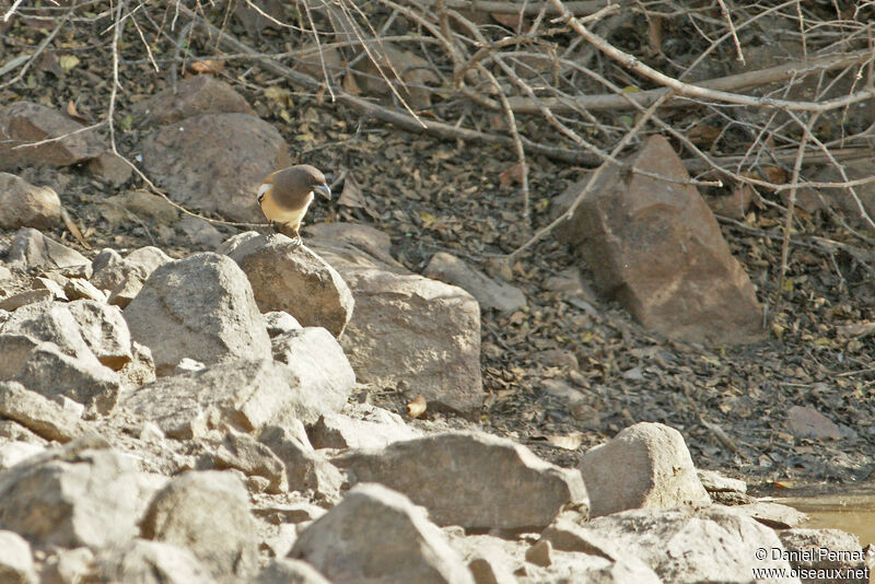 Témia vagabondeadulte, marche