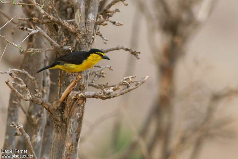 Black-necked Weaver female adult, identification