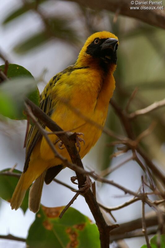 Speke's Weaver male adult, identification