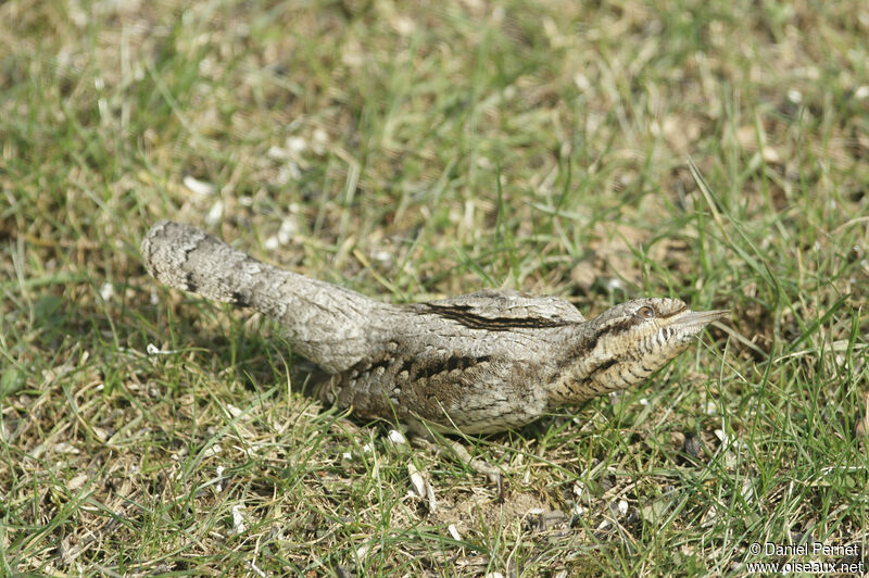 Eurasian Wryneckadult, walking, Behaviour