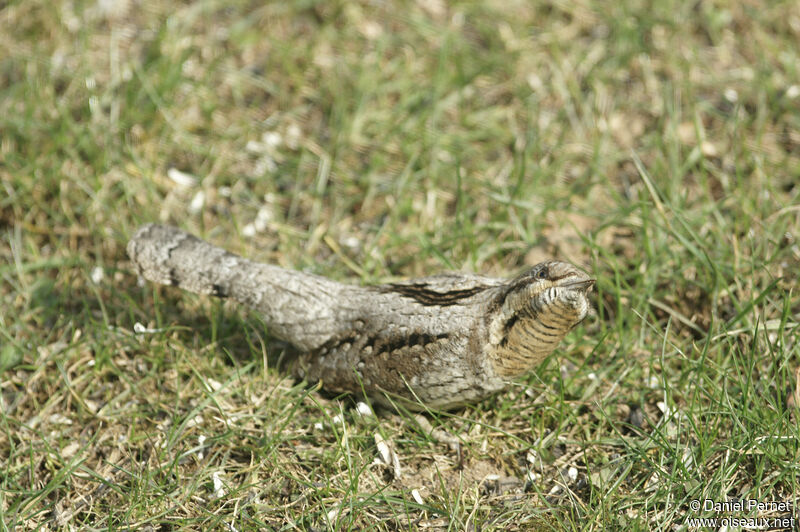 Torcol fourmilieradulte, marche