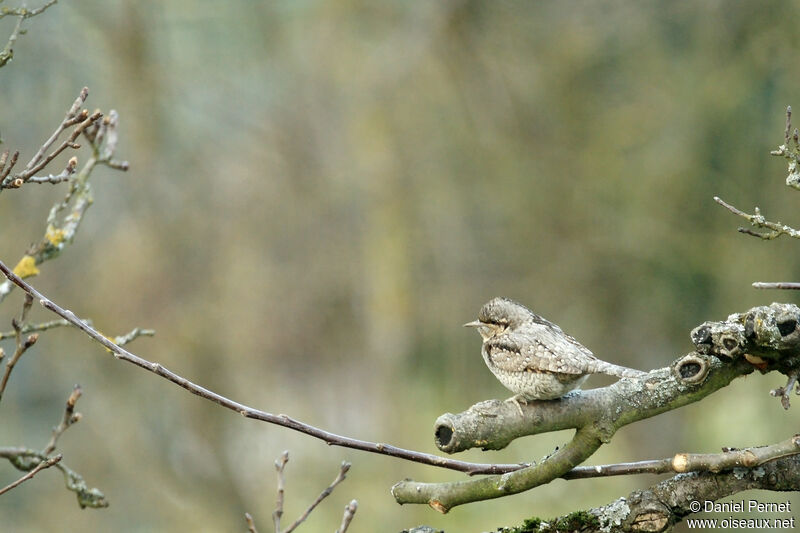 Torcol fourmilieradulte