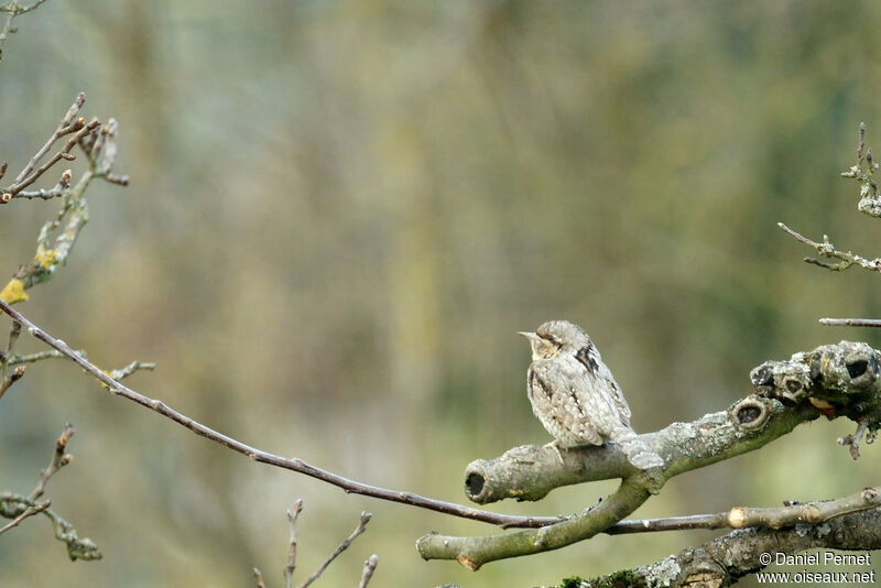 Eurasian Wryneckadult