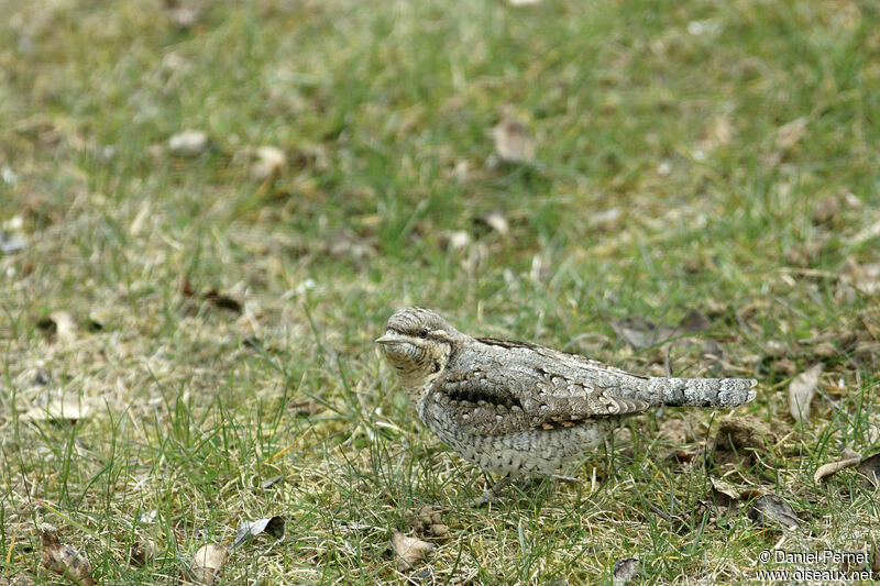 Eurasian Wryneckadult, walking