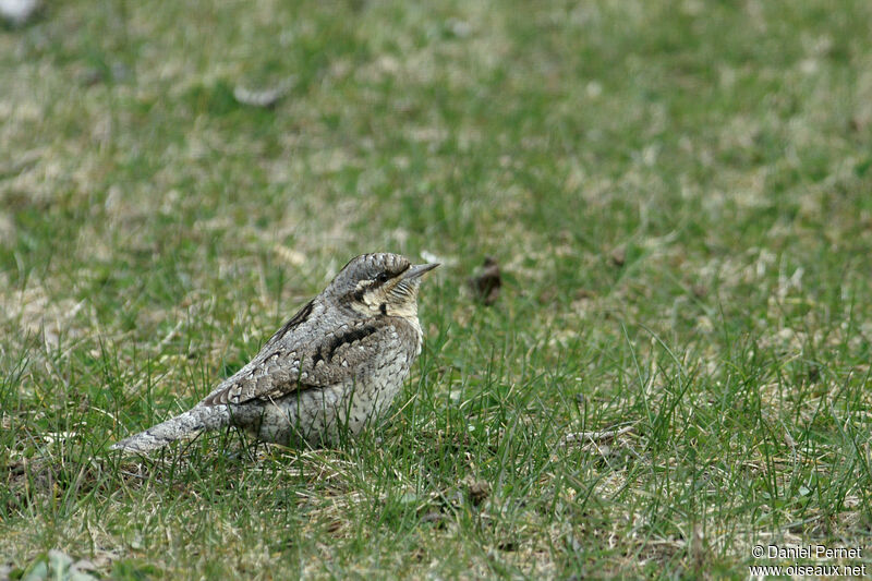 Eurasian Wryneckadult, walking