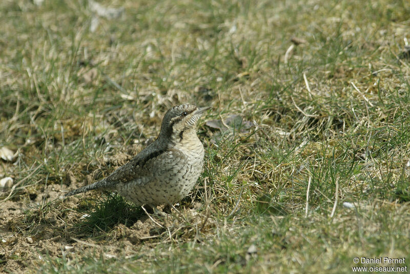 Eurasian Wryneckadult, walking