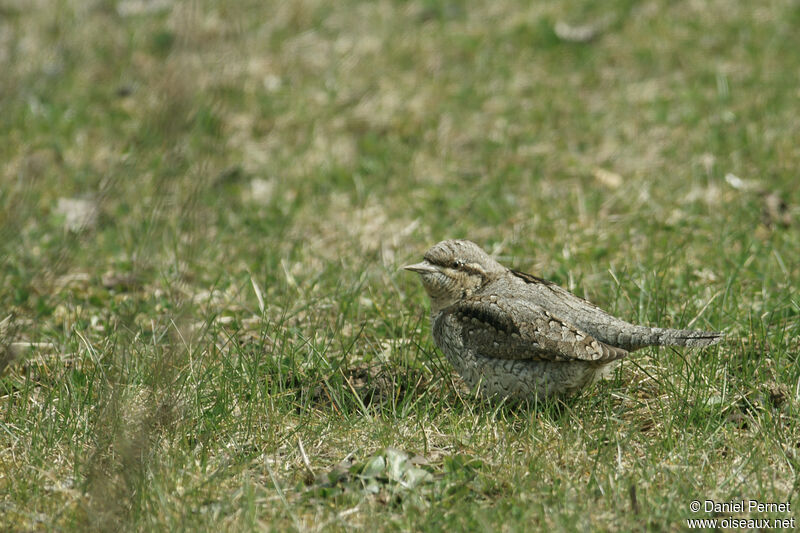 Torcol fourmilieradulte