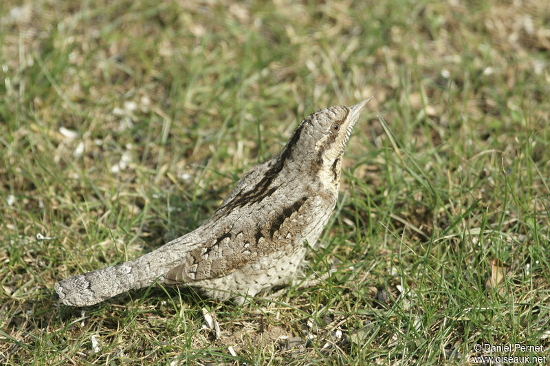 Torcol fourmilieradulte, marche