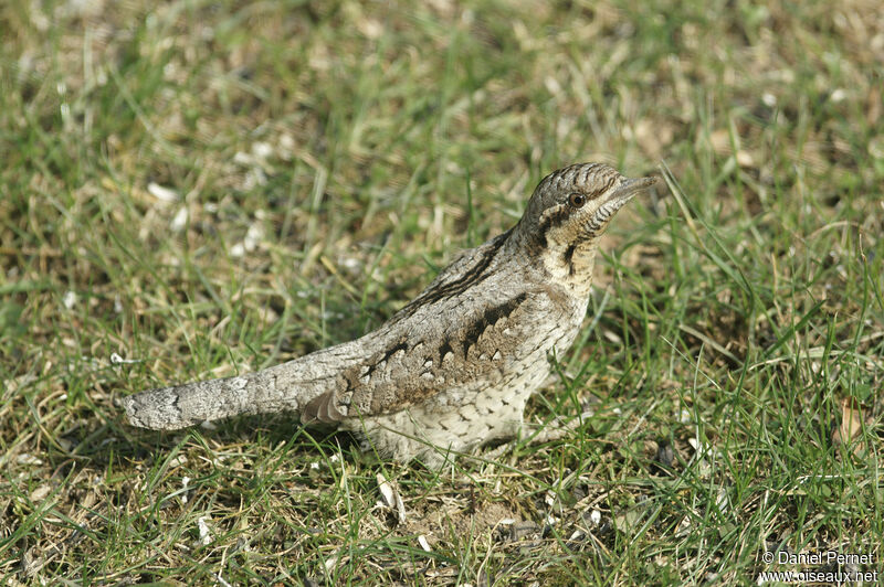 Torcol fourmilieradulte, marche