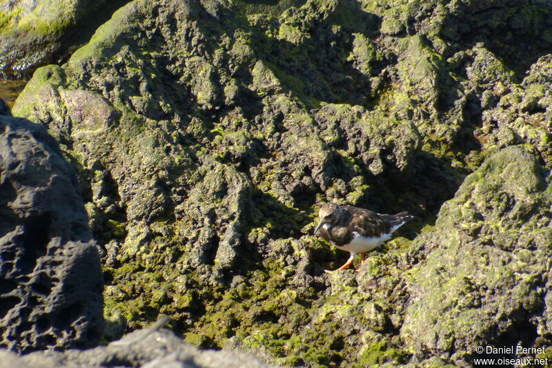 Ruddy Turnstoneadult, habitat, walking