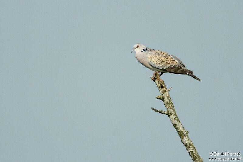 Tourterelle des bois, identification