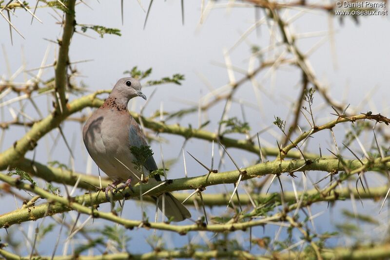 Laughing Dove male adult, identification