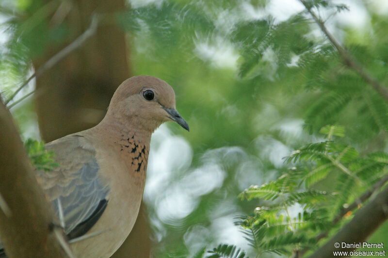 Tourterelle mailléeadulte, identification