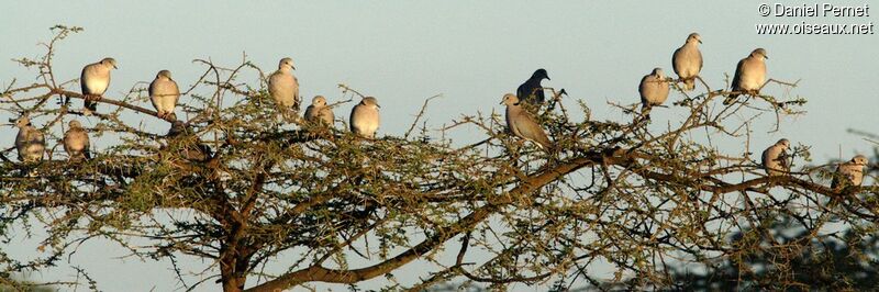 Mourning Collared Doveadult, Behaviour