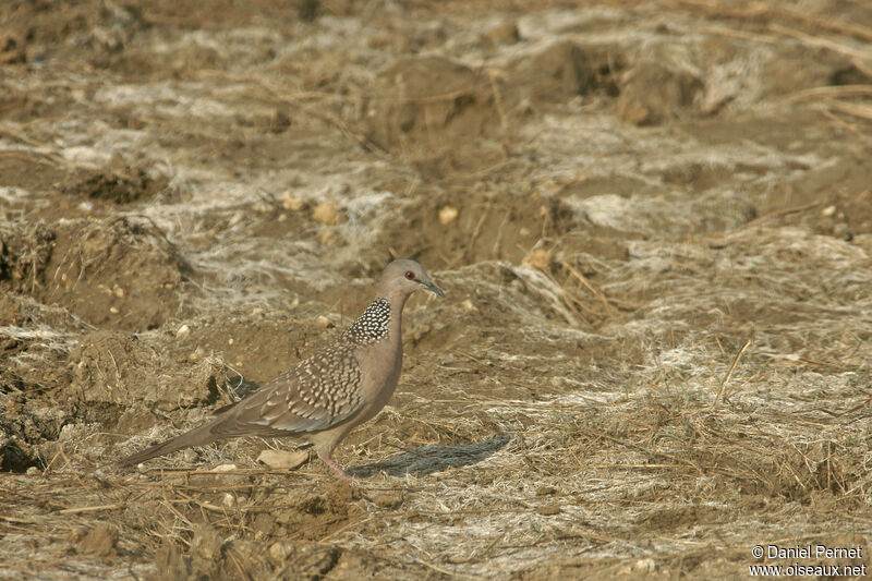 Tourterelle tigrine, identification, marche